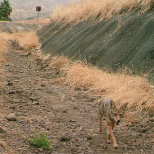 Coyote in dry canal