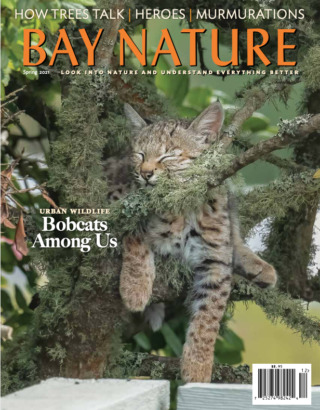 Bay Nature magazine cover from Spring 2021 issue, showing photo of bobcat in tree