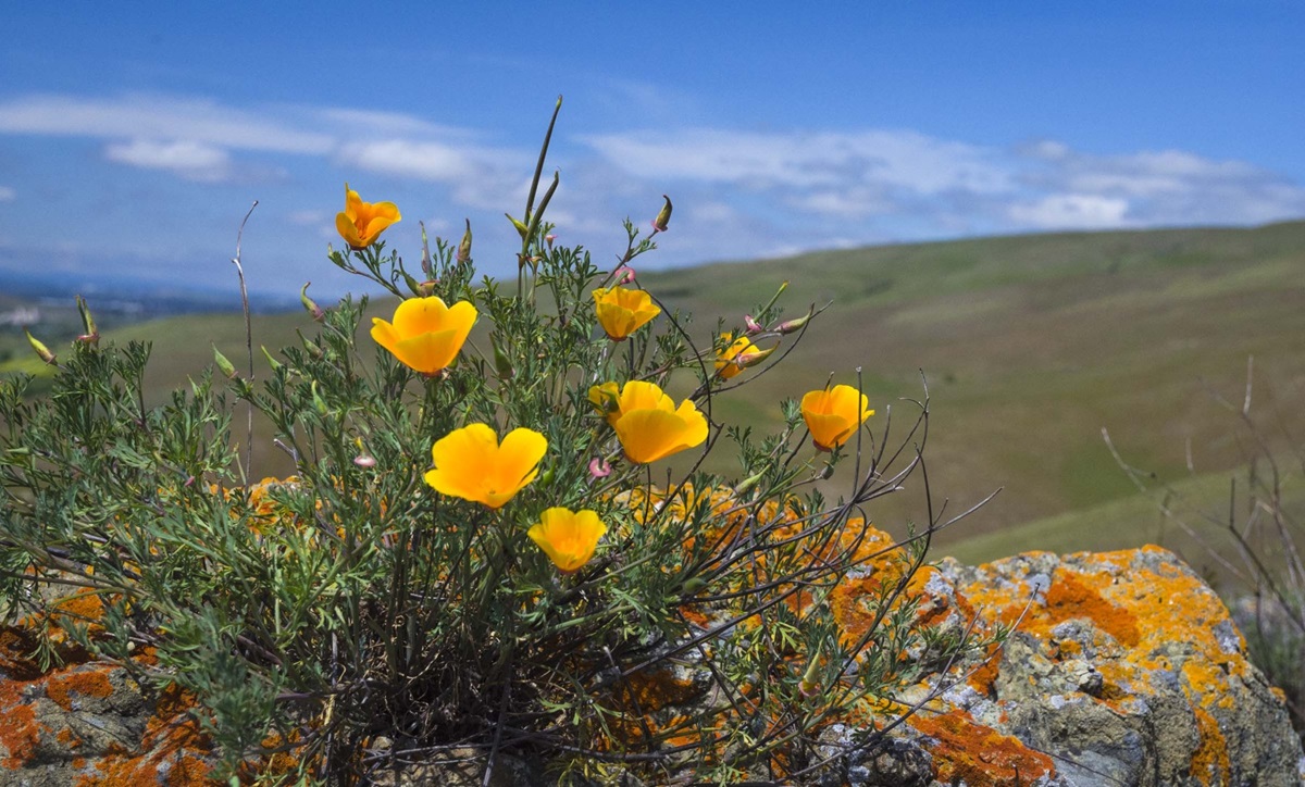 wildflowers blooming in serpentine rock at Coyote Ridge