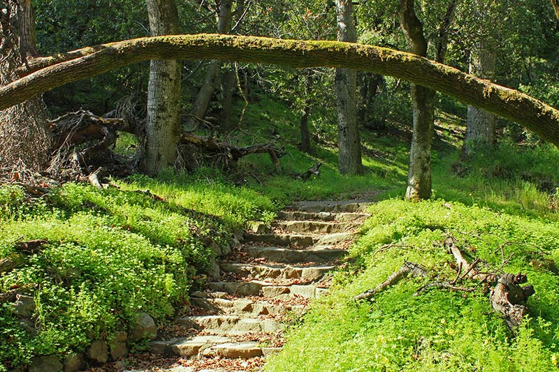 path through trees at Alum Rock Park in San Jose