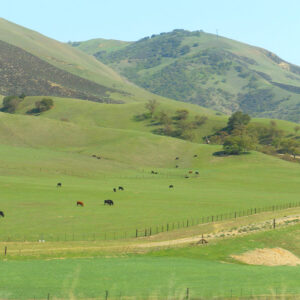 San Benito County landscape - cows grazing on grassy hills