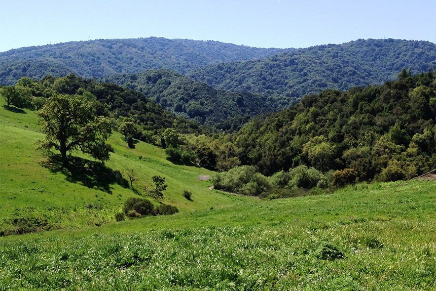 grassy rolling hills and trees