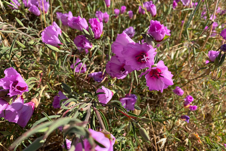 Clarkia blossoms