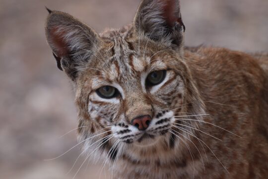 bobcat