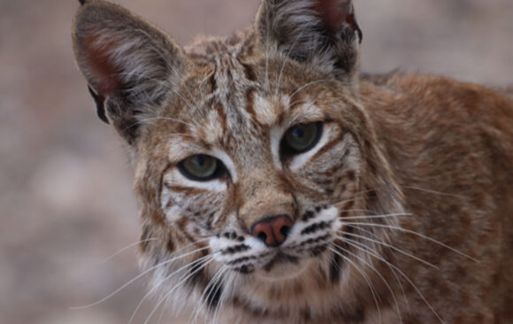 bobcat