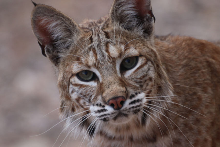 bobcat