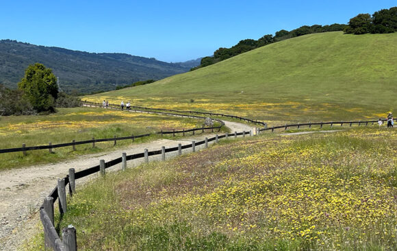 hiking trail and flower-filled field in Edgewood Park