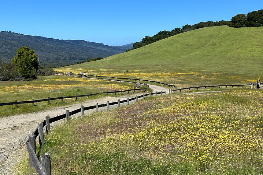 hiking trail and flower-filled field in Edgewood Park